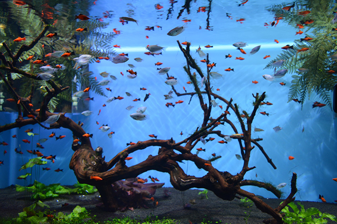 Москвариум: Взгляд изнутри