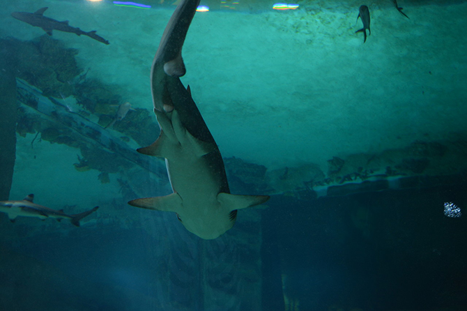 Москвариум: Взгляд изнутри