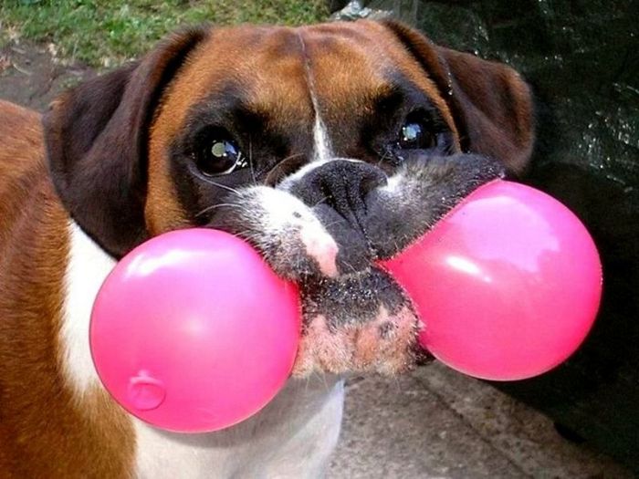 Порция картинок