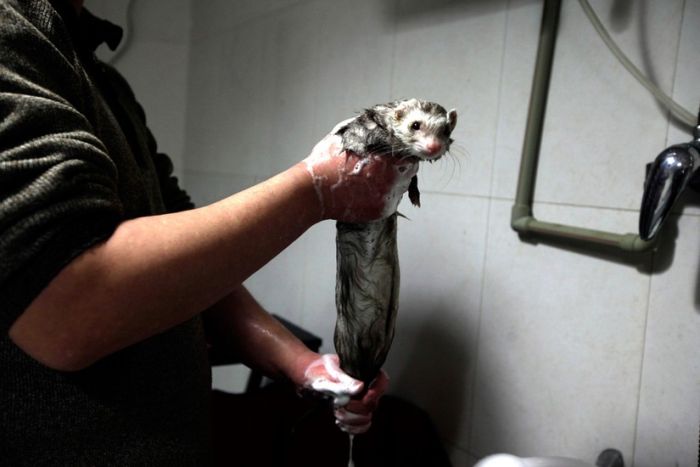 Порция картинок