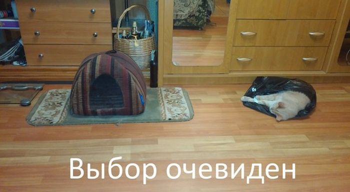 Порция картинок