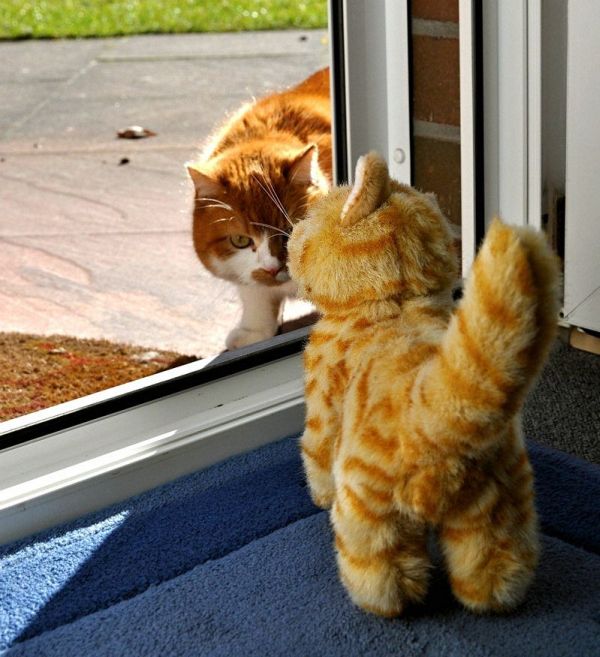 Порция картинок