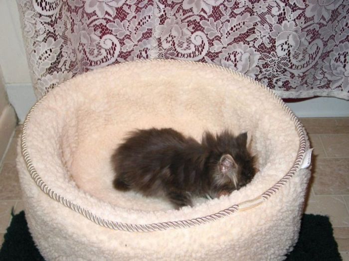 Порция картинок