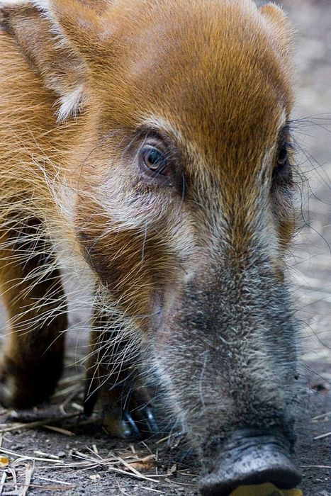 Порция картинок