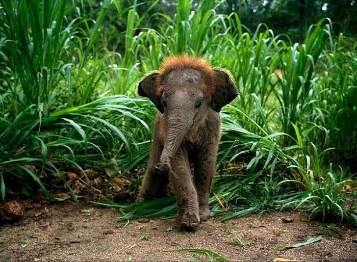 Порция картинок