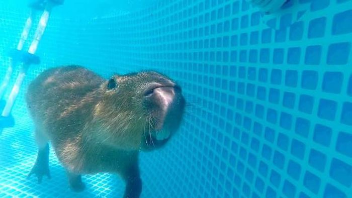 Порция картинок