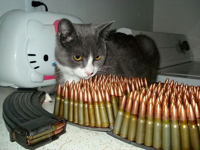 Порция картинок