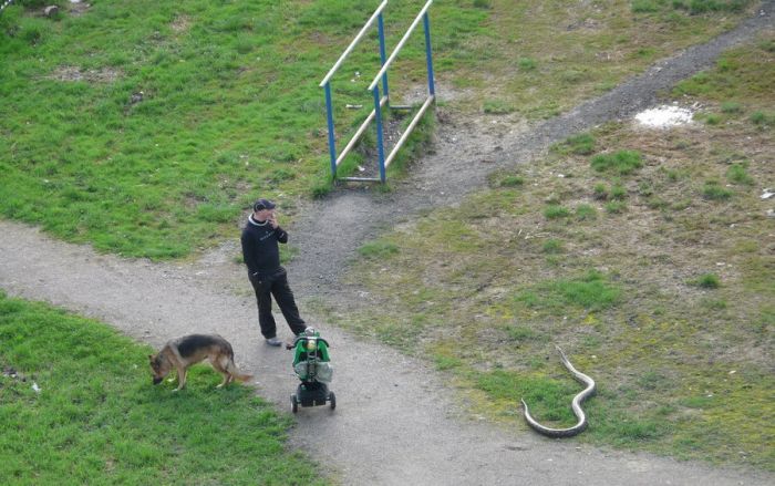 Порция картинок