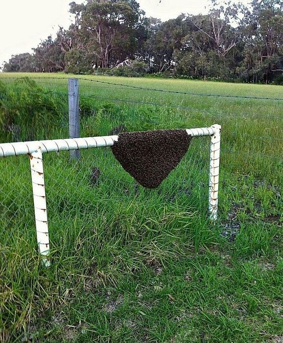 Порция картинок