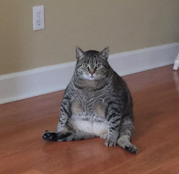 Порция картинок