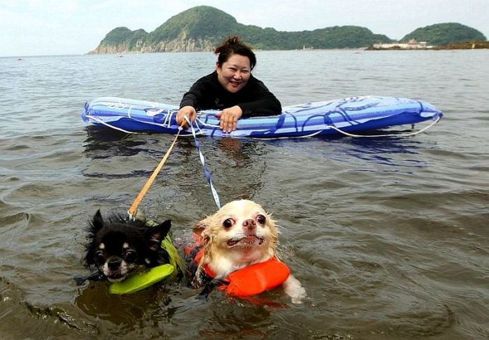 Порция картинок