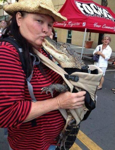 Порция картинок