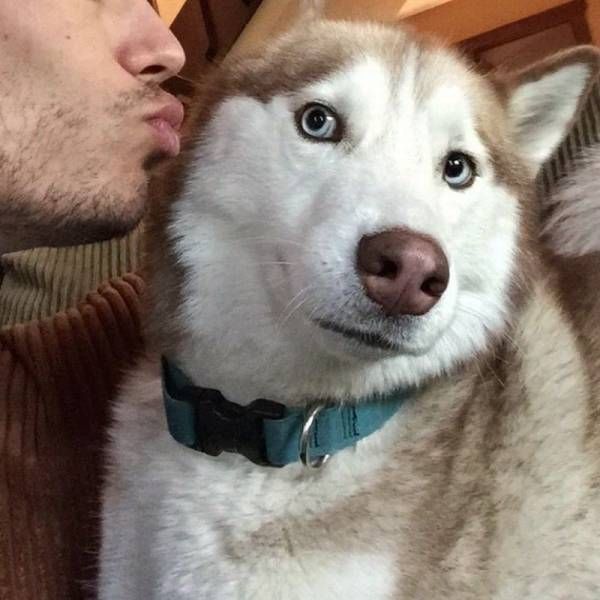 Порция картинок