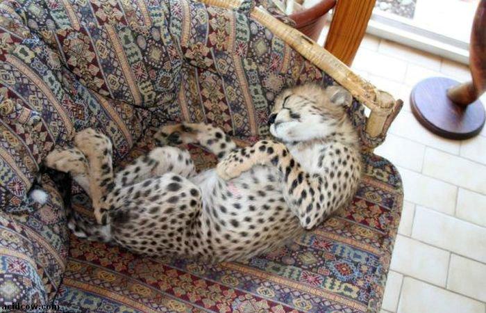 Домашиний гепард (21 фото)
