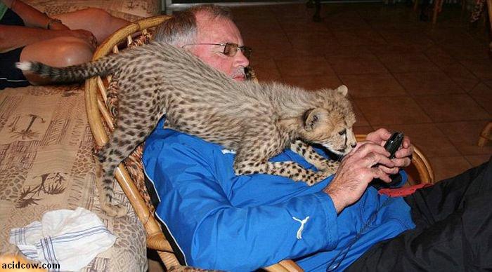 Домашиний гепард (21 фото)