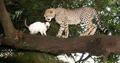 Домашиний гепард (21 фото)