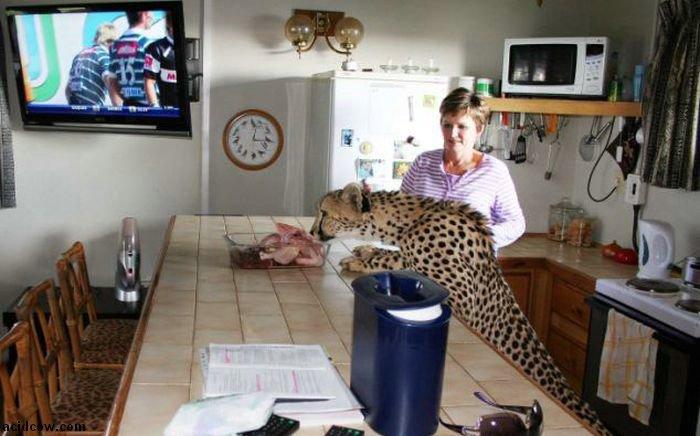 Домашиний гепард (21 фото)