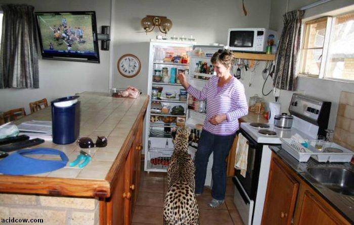 Домашиний гепард (21 фото)