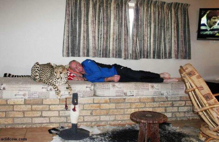 Домашиний гепард (21 фото)