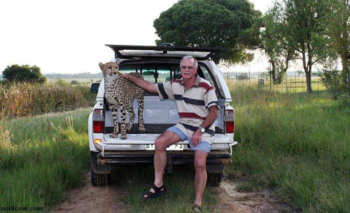 Домашиний гепард (21 фото)