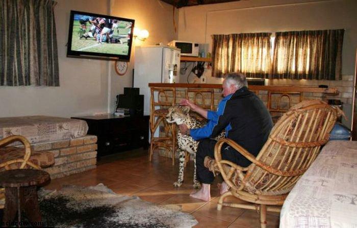 Домашиний гепард (21 фото)