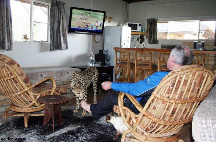 Домашиний гепард (21 фото)