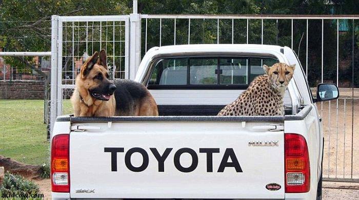 Домашиний гепард (21 фото)