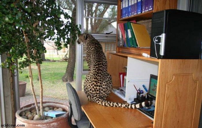 Домашиний гепард (21 фото)