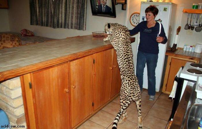 Домашиний гепард (21 фото)