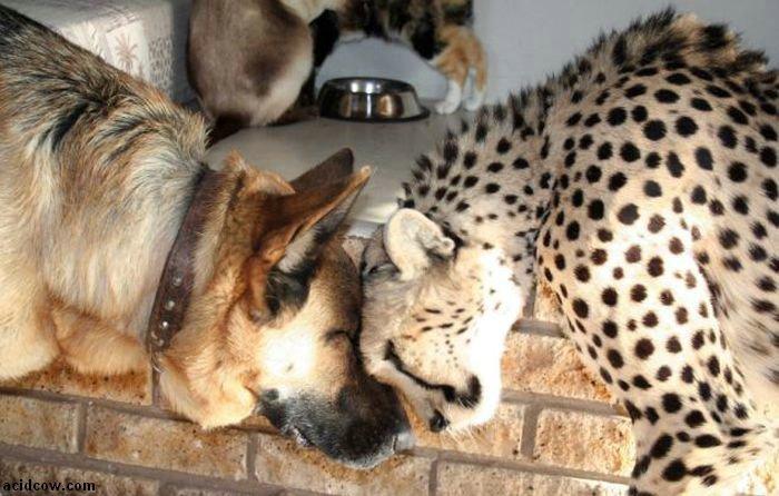 Домашиний гепард (21 фото)