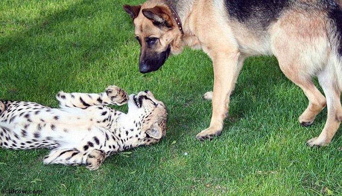 Домашиний гепард (21 фото)