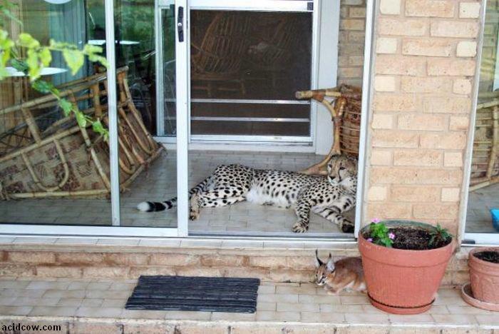 Домашиний гепард (21 фото)