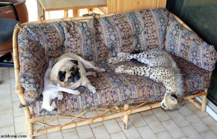 Домашиний гепард (21 фото)