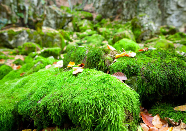 Интересные факты о Ледниковом периоде