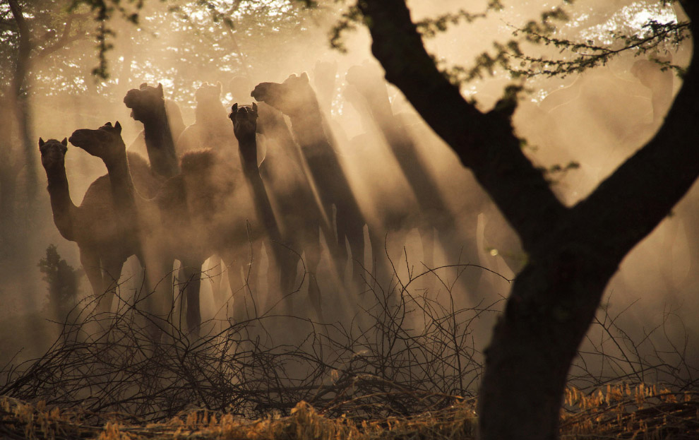Мир в фотографиях за неделю