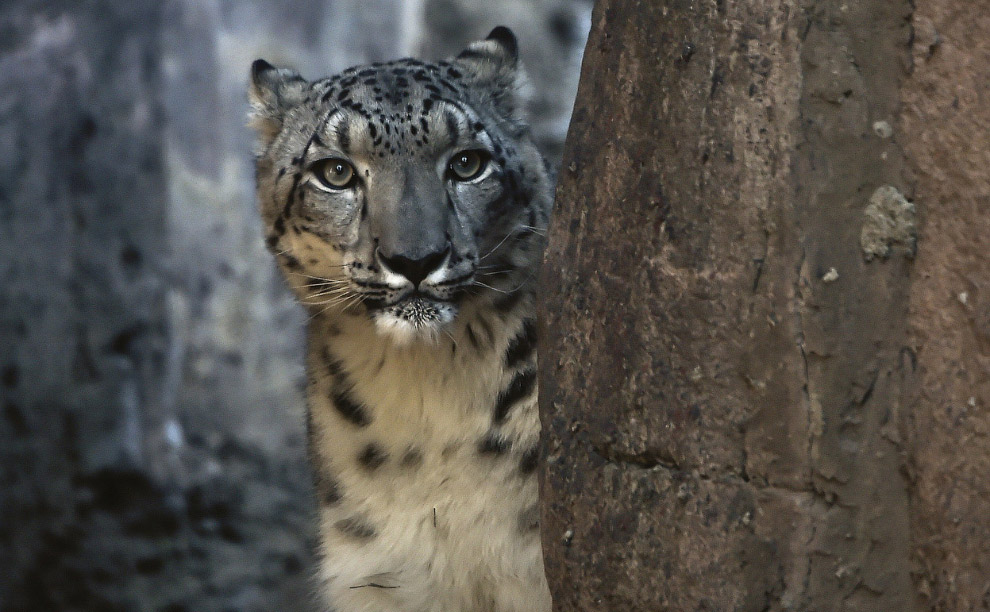 Мир в фотографиях за неделю