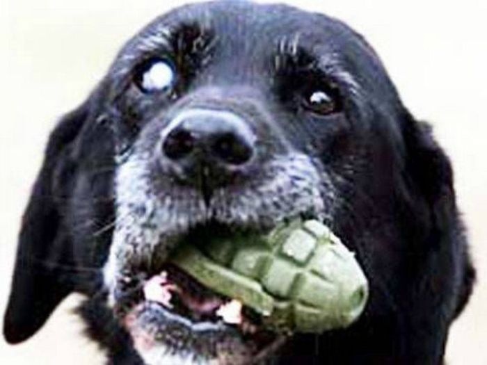 Премии Дарвина за последние 20 лет