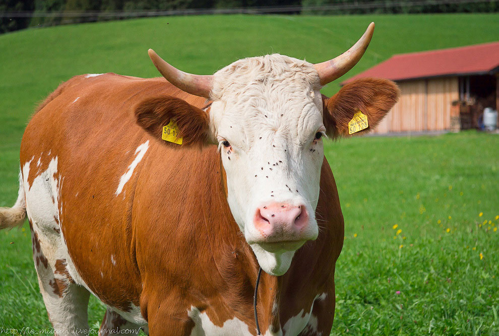 12 поводов поехать в Баварию