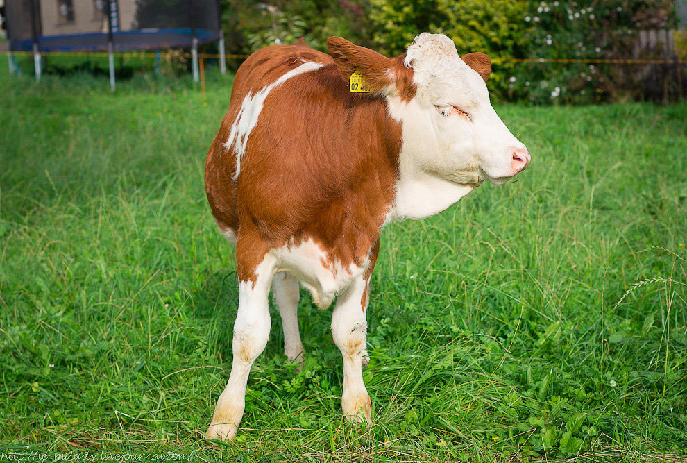 12 поводов поехать в Баварию