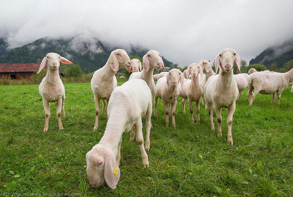 12 поводов поехать в Баварию