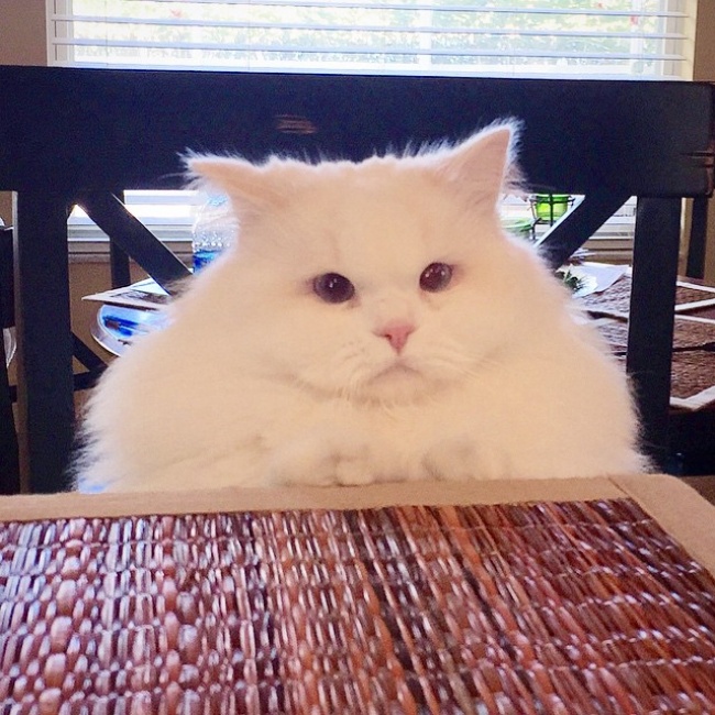 Спасенный котенок превратился в огромный пушистый шар