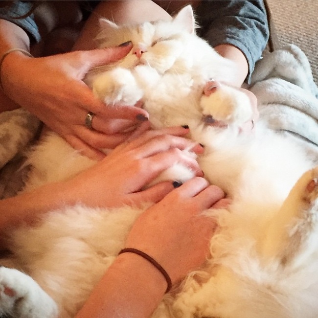 Спасенный котенок превратился в огромный пушистый шар