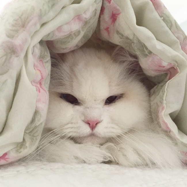 Спасенный котенок превратился в огромный пушистый шар