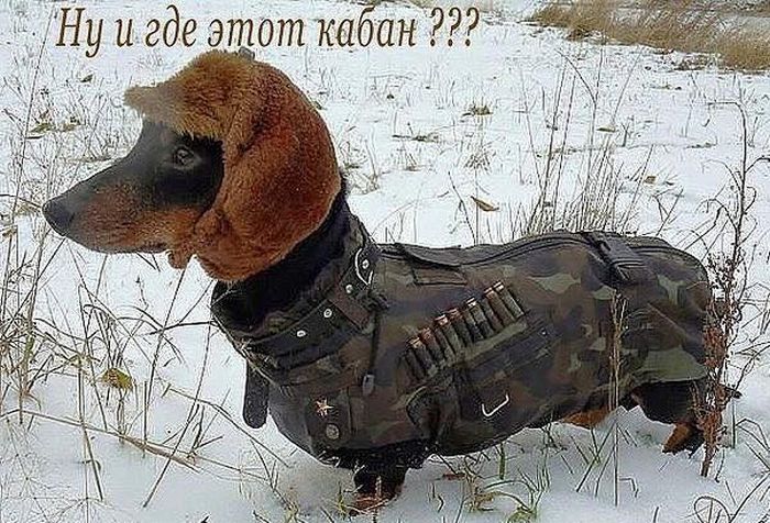 Порция картинок