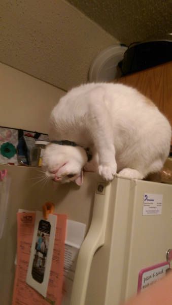 Порция картинок