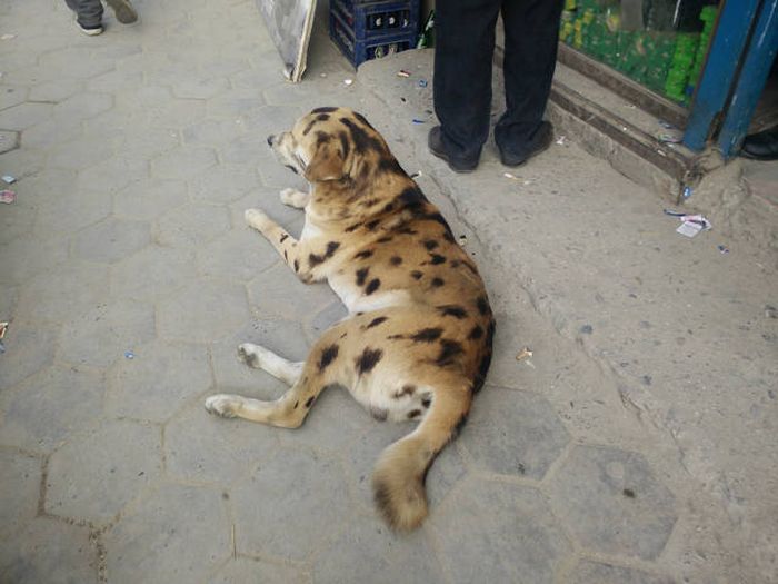 Порция картинок