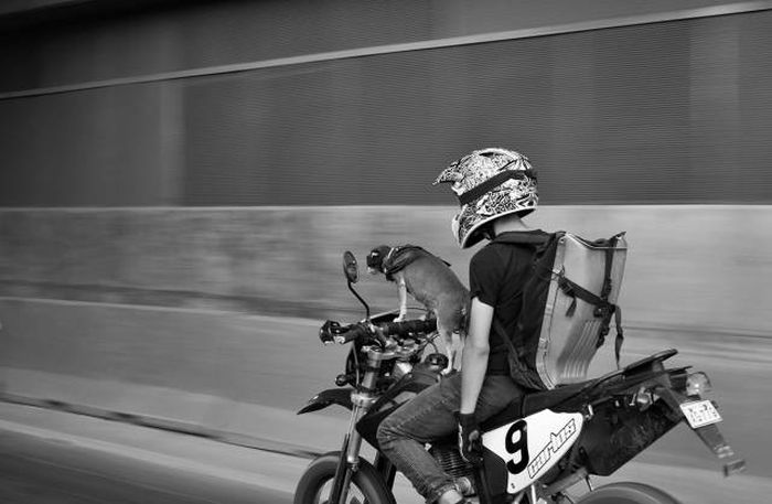 Порция картинок