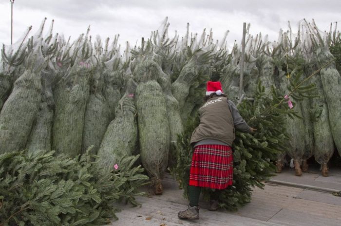 Порция картинок