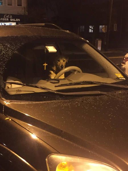 Порция картинок