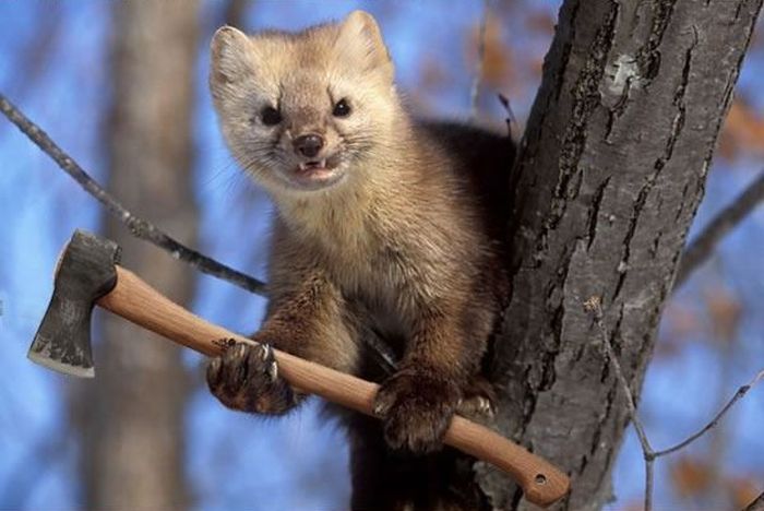 Порция картинок